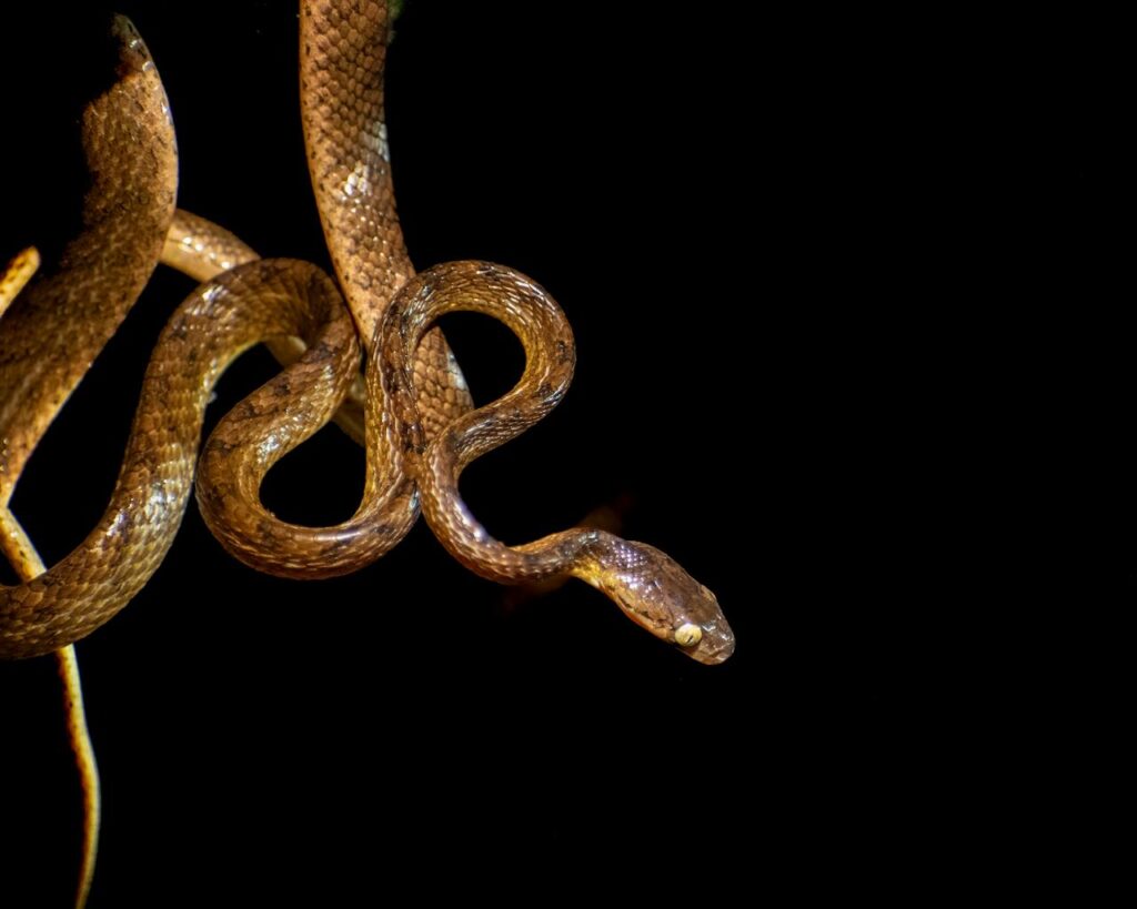 Hiker Dies After Snake Bite at Savage Gulf State Park in Grundy County